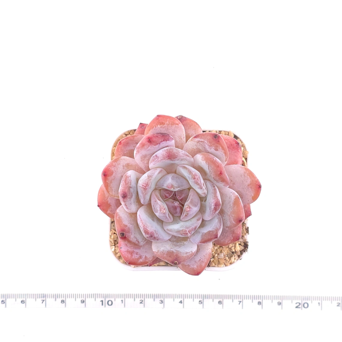 Echeveria ‘Orange Monroe’ | 橙夢露 thumbnail 4