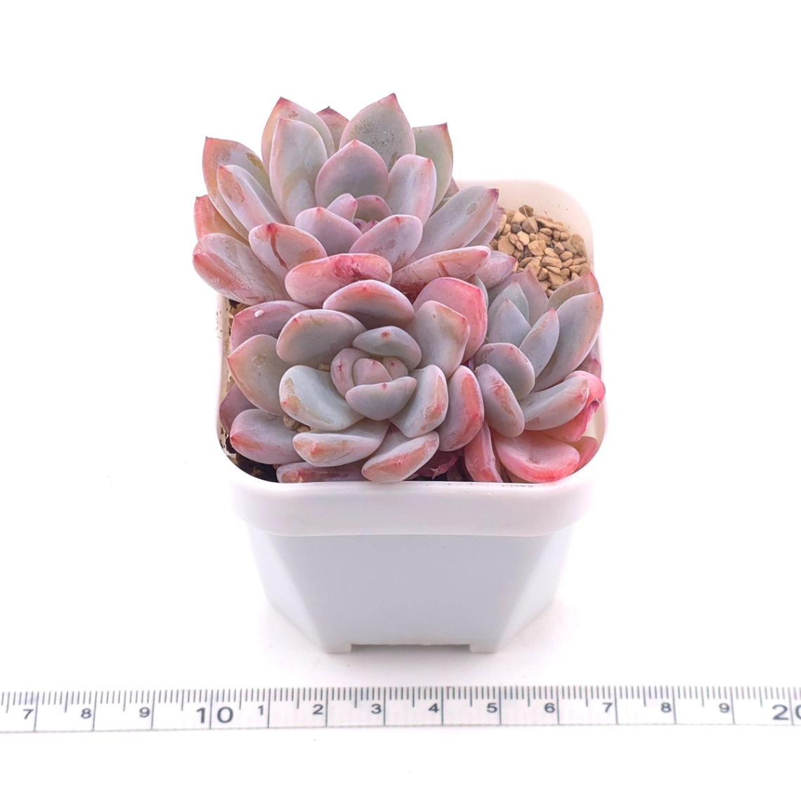 Echeveria ‘Orange Monroe’ | 橙夢露 thumbnail 3