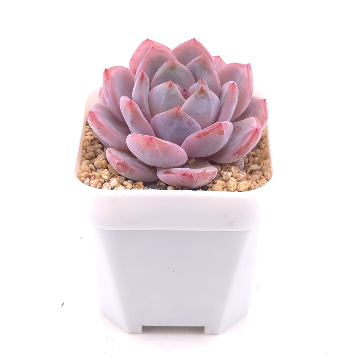 Echeveria ‘Orange Monroe’ | 橙夢露 thumbnail 2