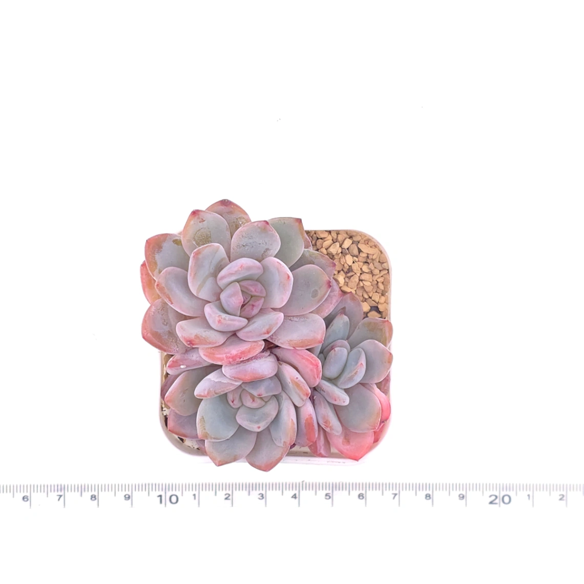 Echeveria ‘Orange Monroe’ | 橙夢露 thumbnail 4