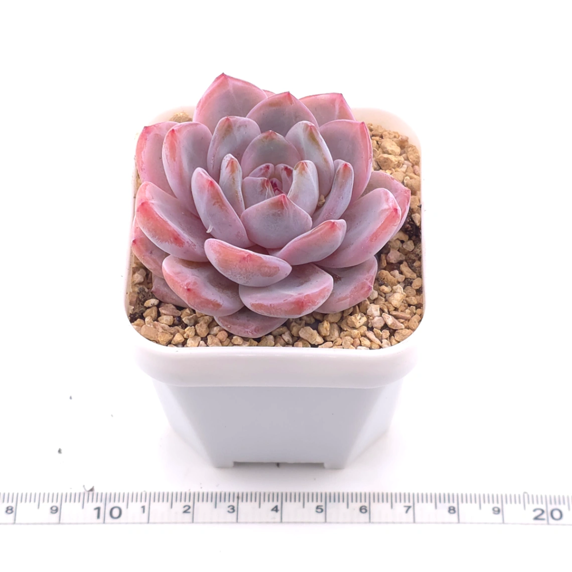 Echeveria ‘Orange Monroe’ | 橙夢露 thumbnail 3