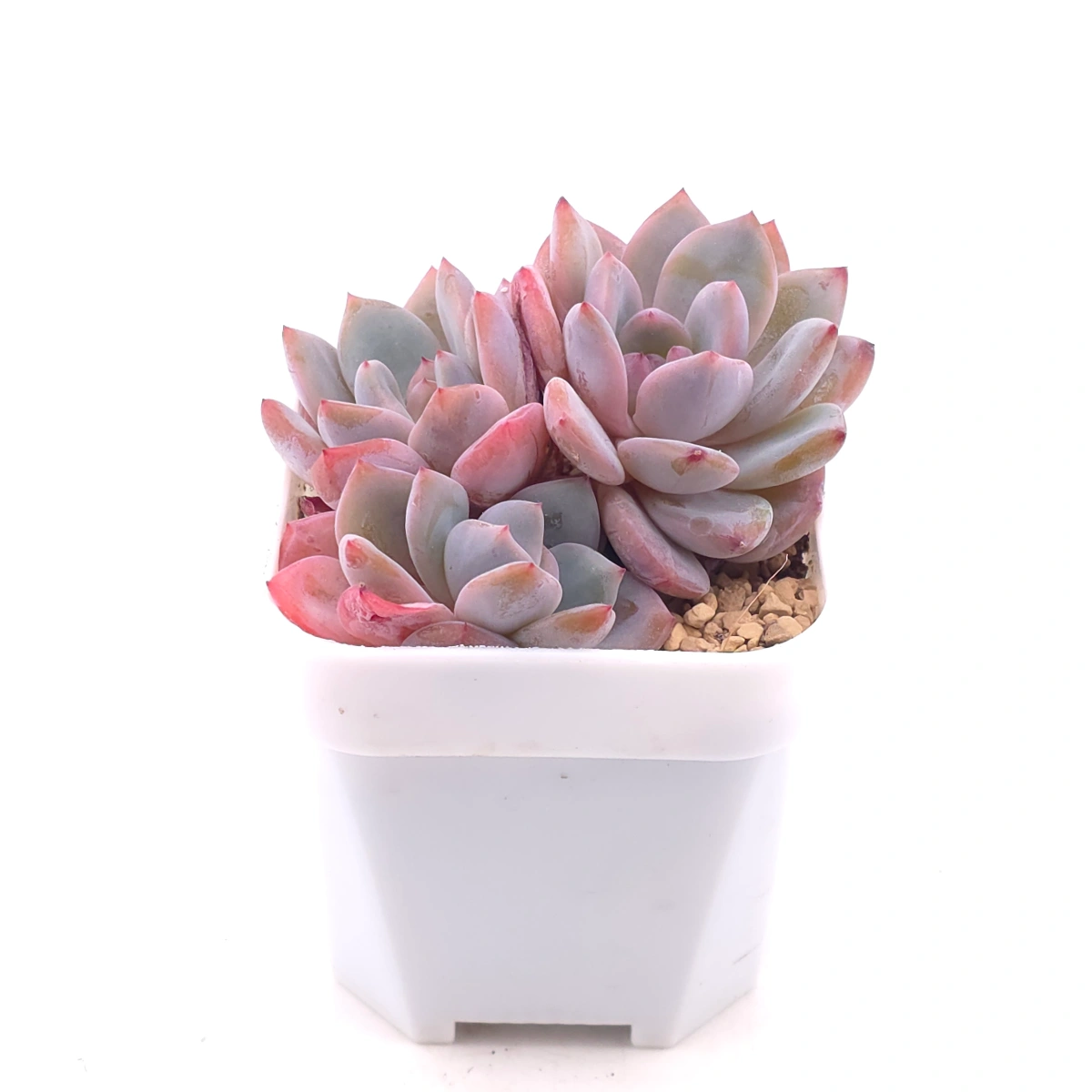 Echeveria ‘Orange Monroe’ | 橙夢露 thumbnail 2