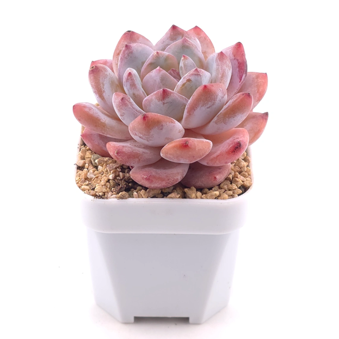 Echeveria ‘Orange Monroe’ | 橙夢露 thumbnail 2