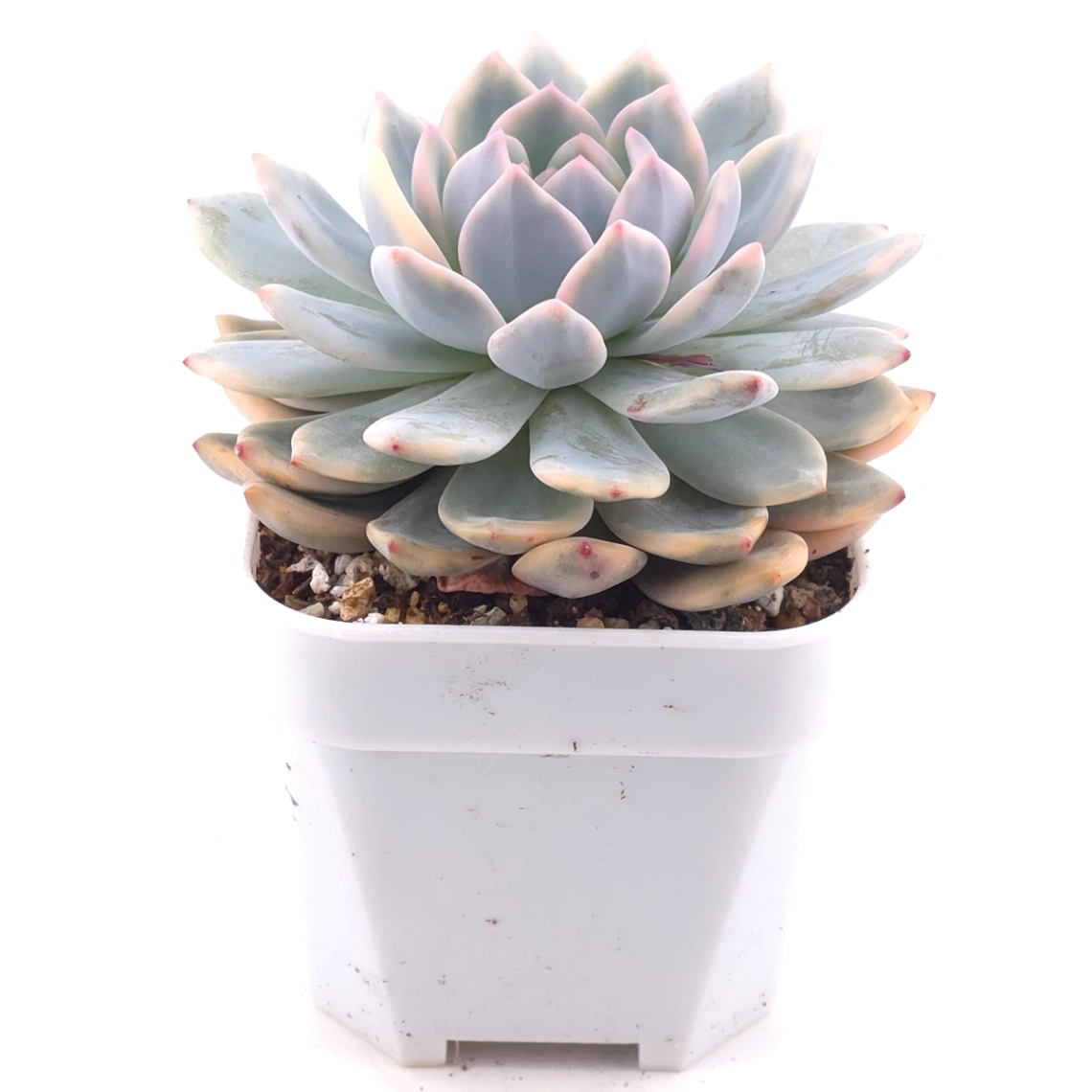 Echeveria ‘Orange Monroe’ variegated | 橙夢露錦 thumbnail 2