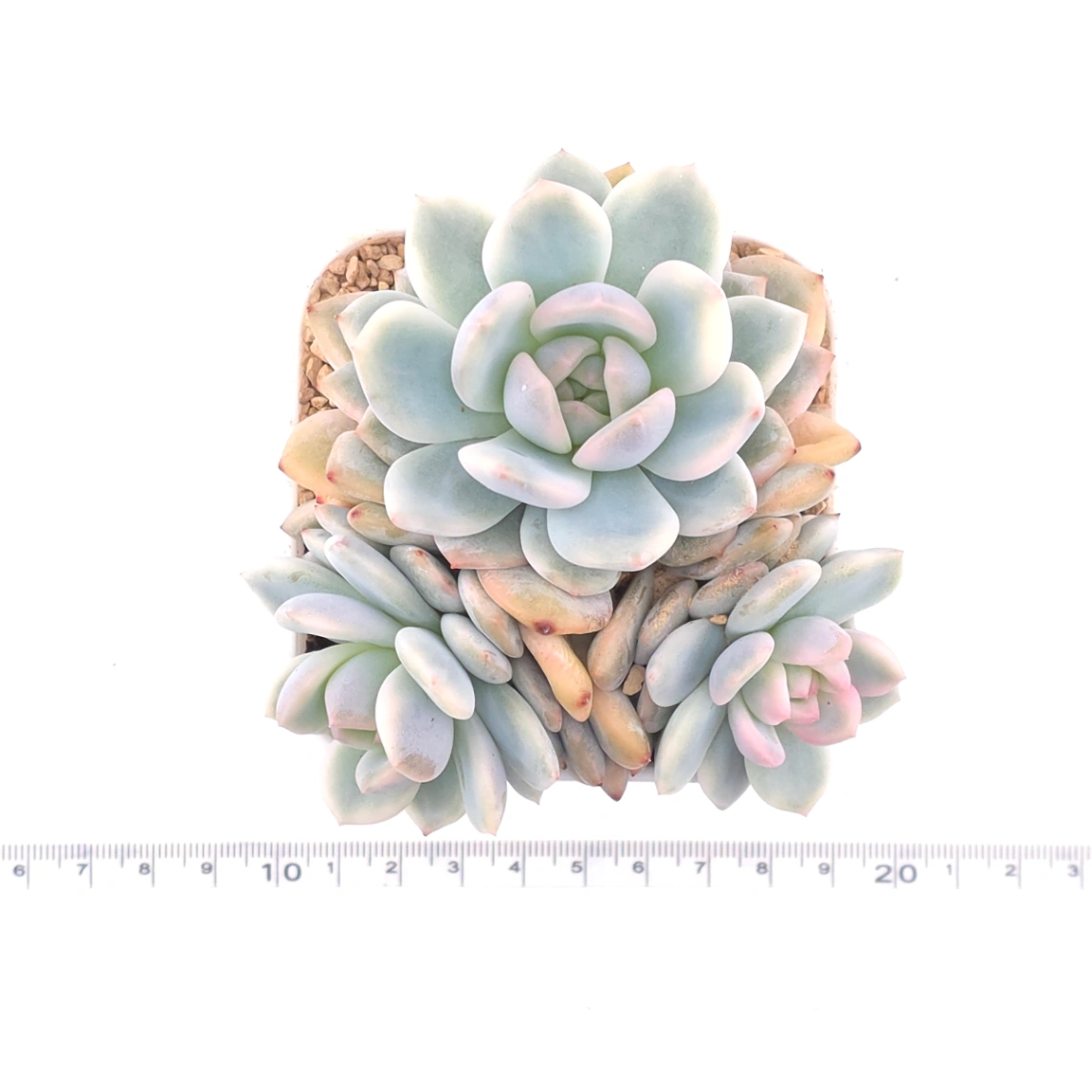 Echeveria ‘Orange Monroe’ variegated | 橙夢露錦 thumbnail 4