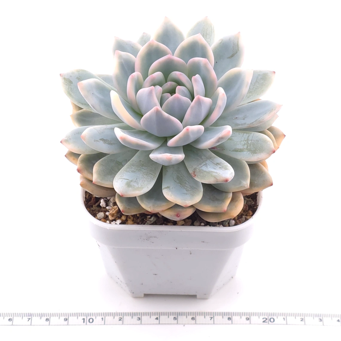 Echeveria ‘Orange Monroe’ variegated | 橙夢露錦 thumbnail 3