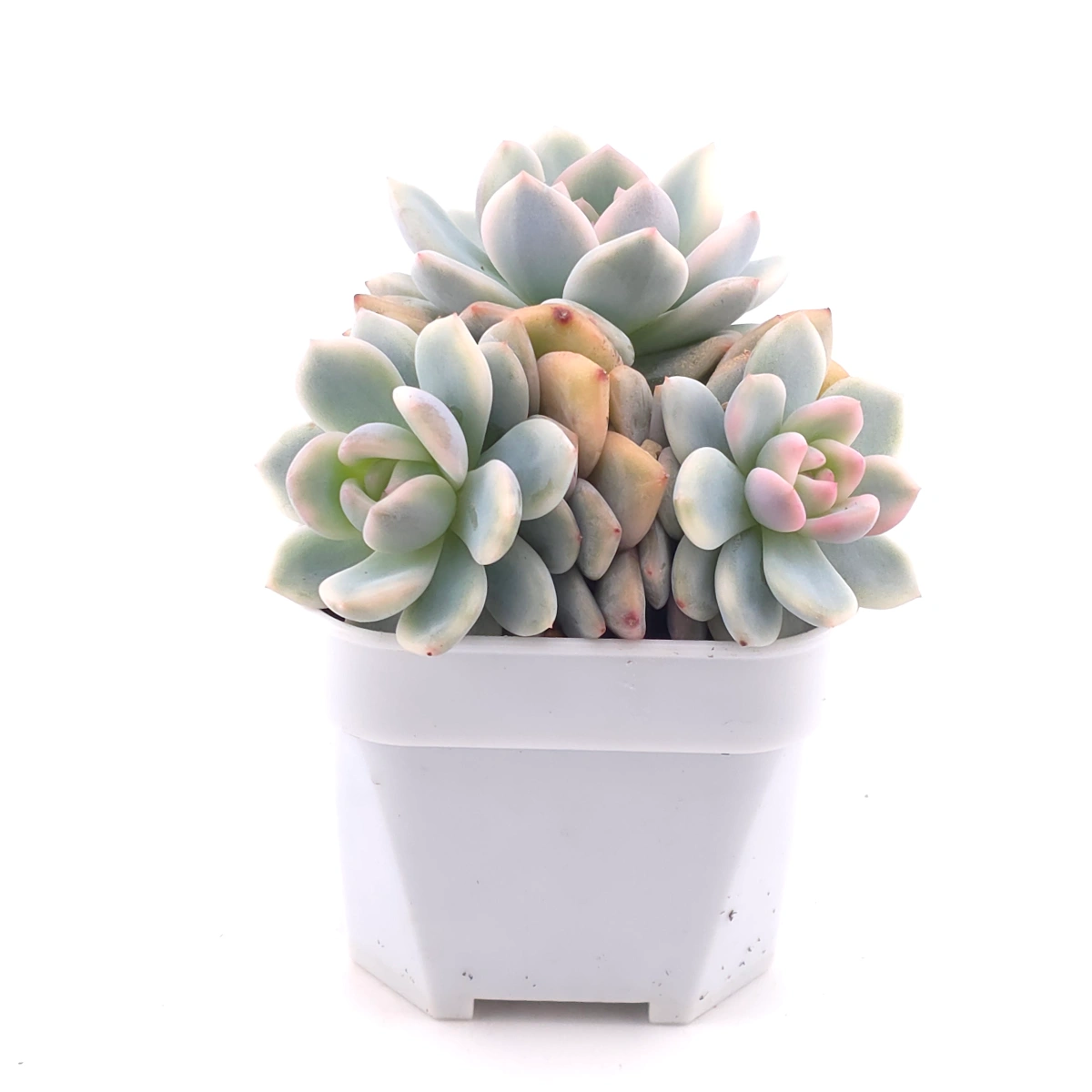 Echeveria ‘Orange Monroe’ variegated | 橙夢露錦 thumbnail 2
