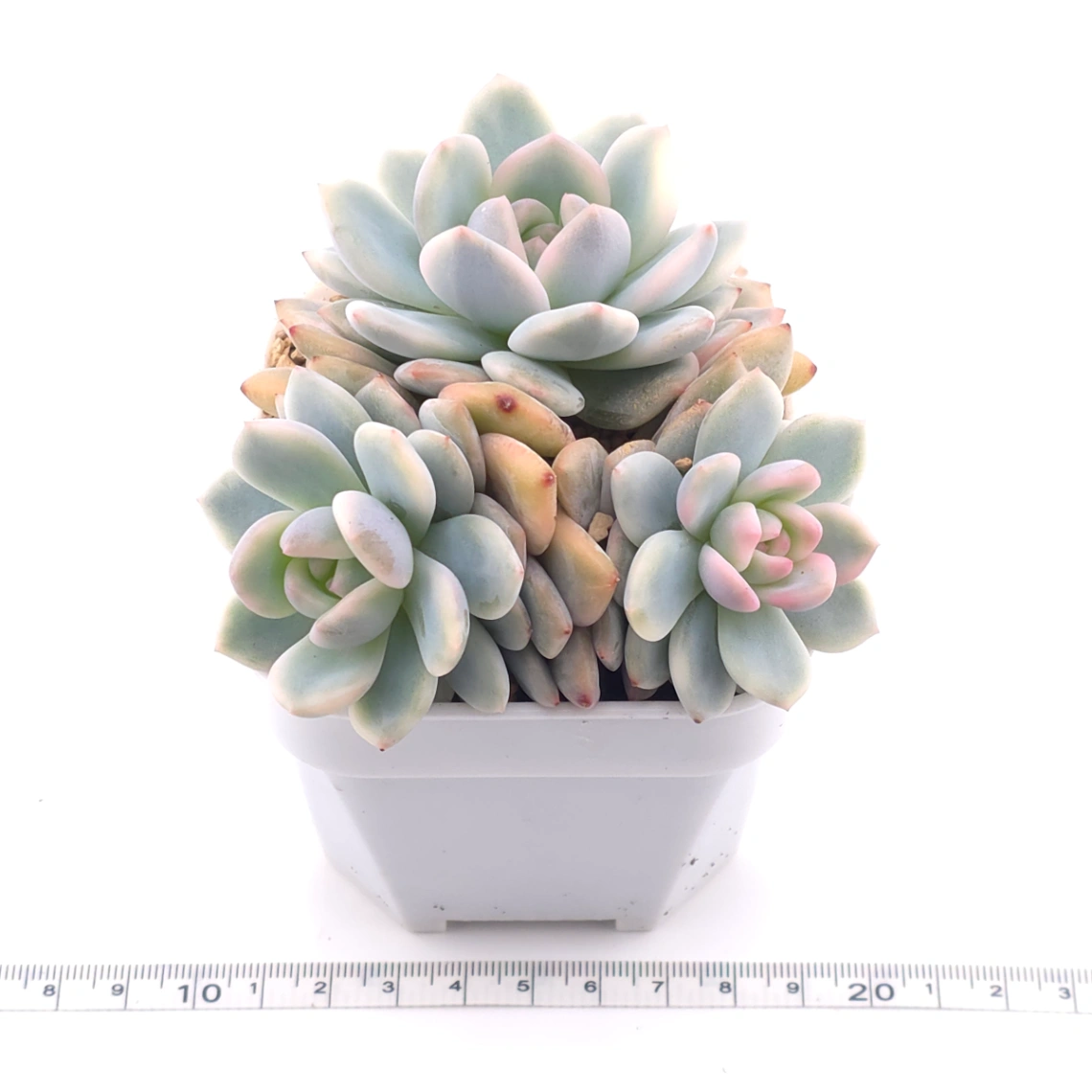 Echeveria ‘Orange Monroe’ variegated | 橙夢露錦 thumbnail 3