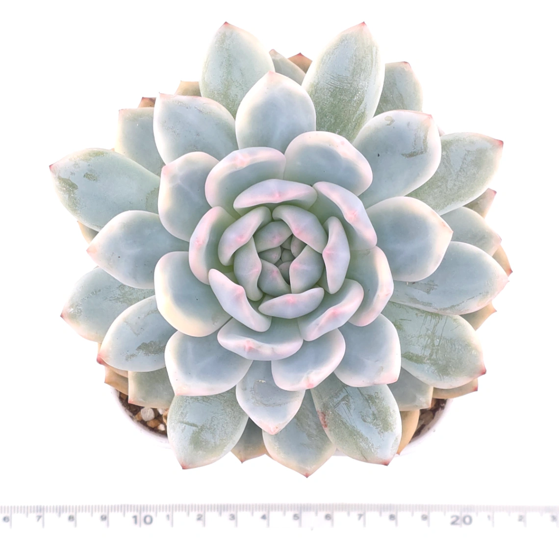Echeveria ‘Orange Monroe’ variegated | 橙夢露錦 thumbnail 4
