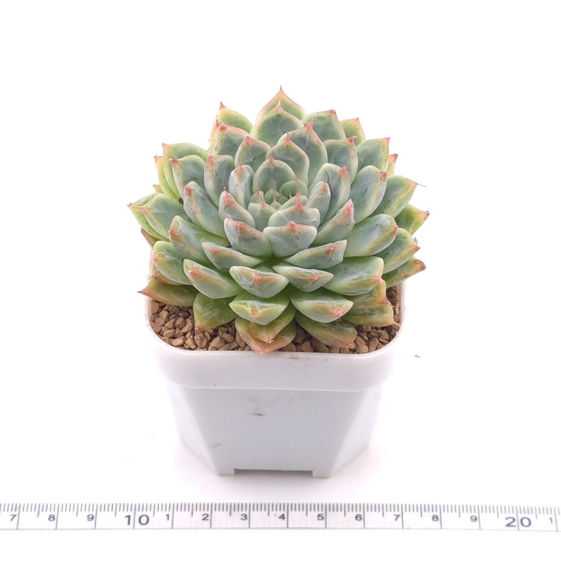 Echeveria ‘Pink Sea’ | 粉海 thumbnail 3