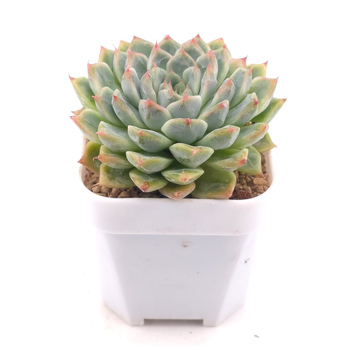 Echeveria ‘Pink Sea’ | 粉海 thumbnail 2