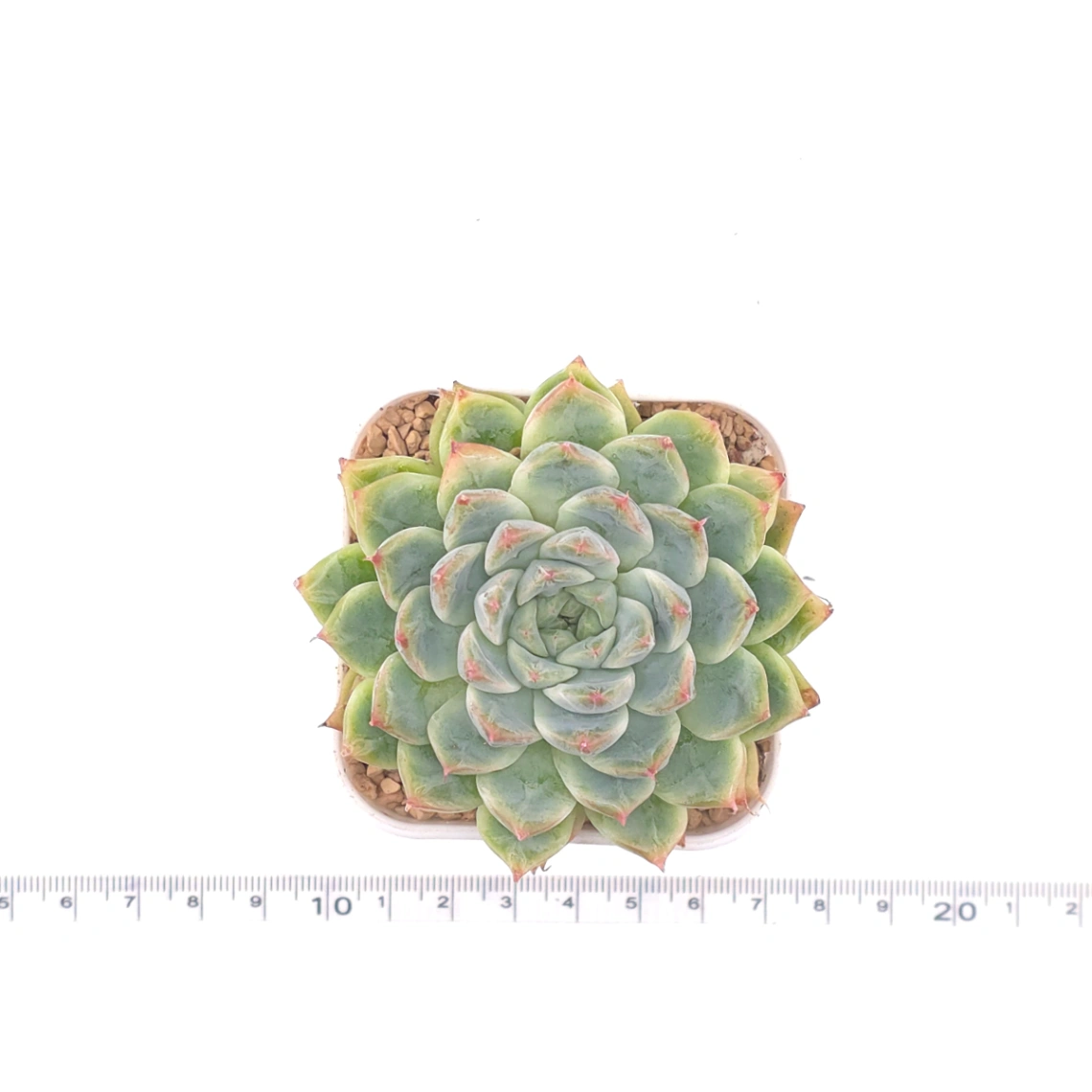 Echeveria ‘Pink Sea’ | 粉海 thumbnail 4
