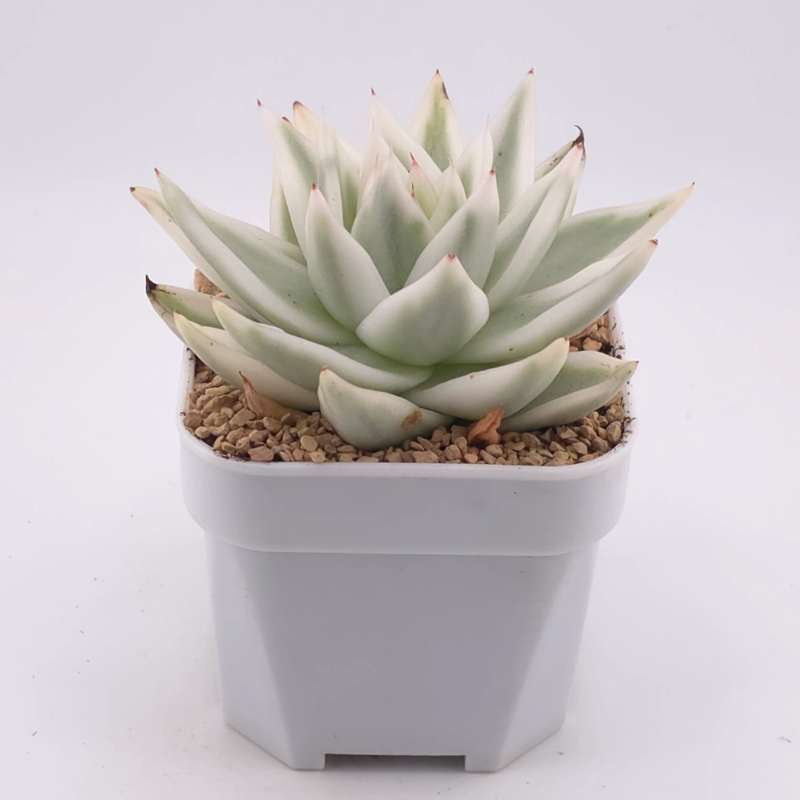 Echeveria ‘Queen Maria’ variegated | 女王瑪麗錦 thumbnail 2