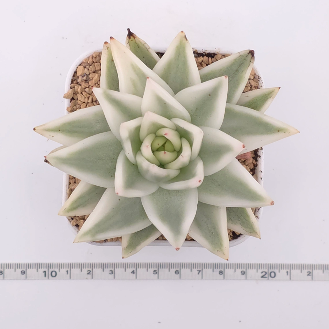 Echeveria ‘Queen Maria’ variegated | 女王瑪麗錦 thumbnail 4