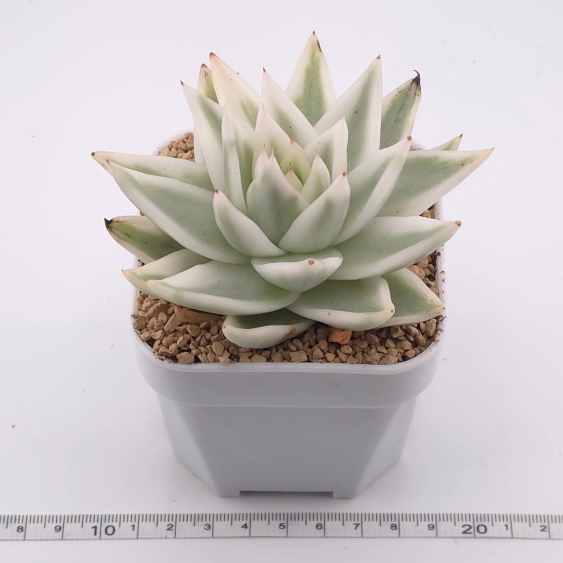 Echeveria ‘Queen Maria’ variegated | 女王瑪麗錦 thumbnail 3