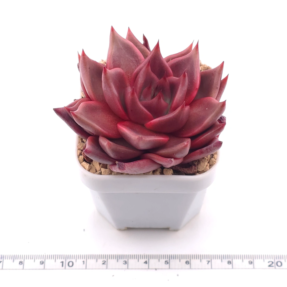 Echeveria ‘RomeoX’ | 羅密歐雜 thumbnail 3