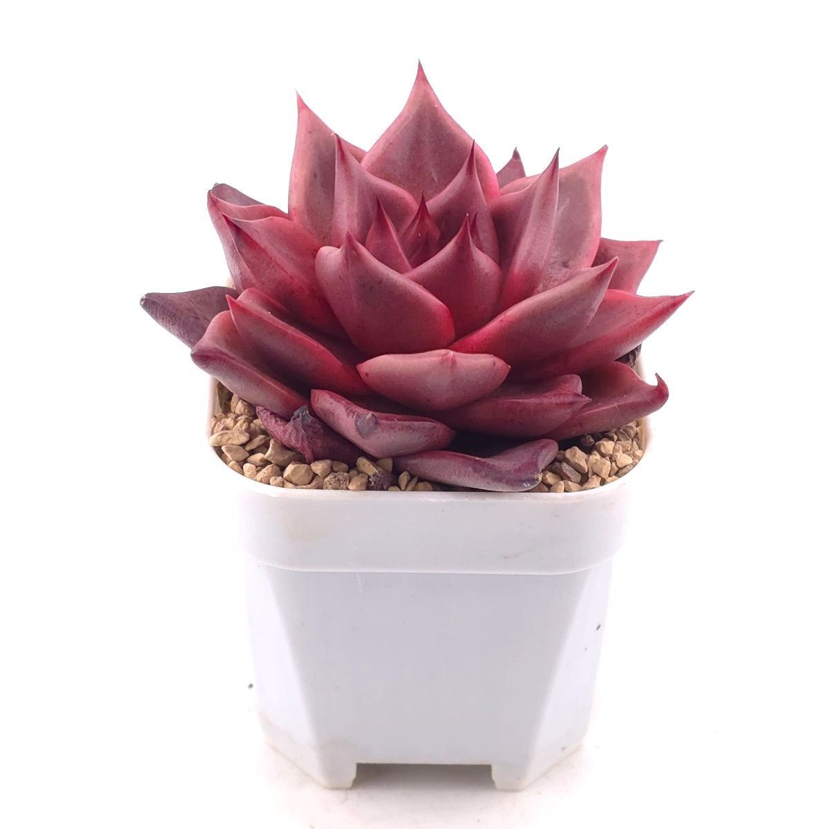 Echeveria ‘RomeoX’ | 羅密歐雜 thumbnail 2