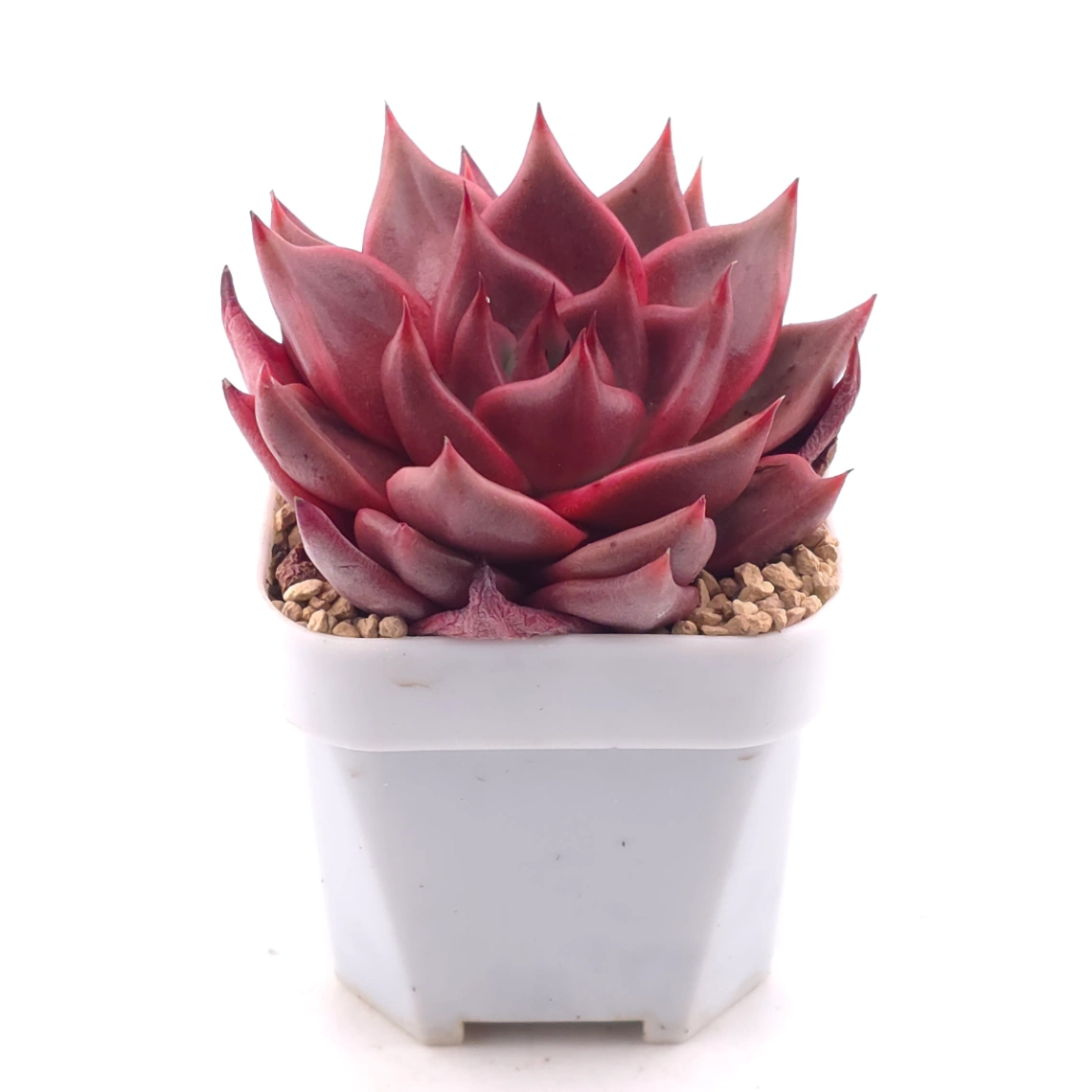 Echeveria ‘RomeoX’ | 羅密歐雜 thumbnail 2