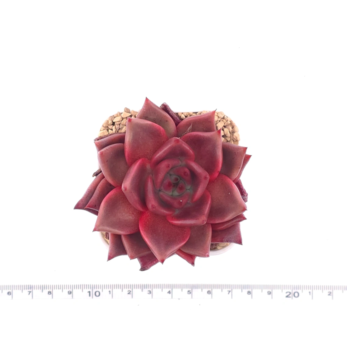 Echeveria ‘RomeoX’ | 羅密歐雜 thumbnail 4