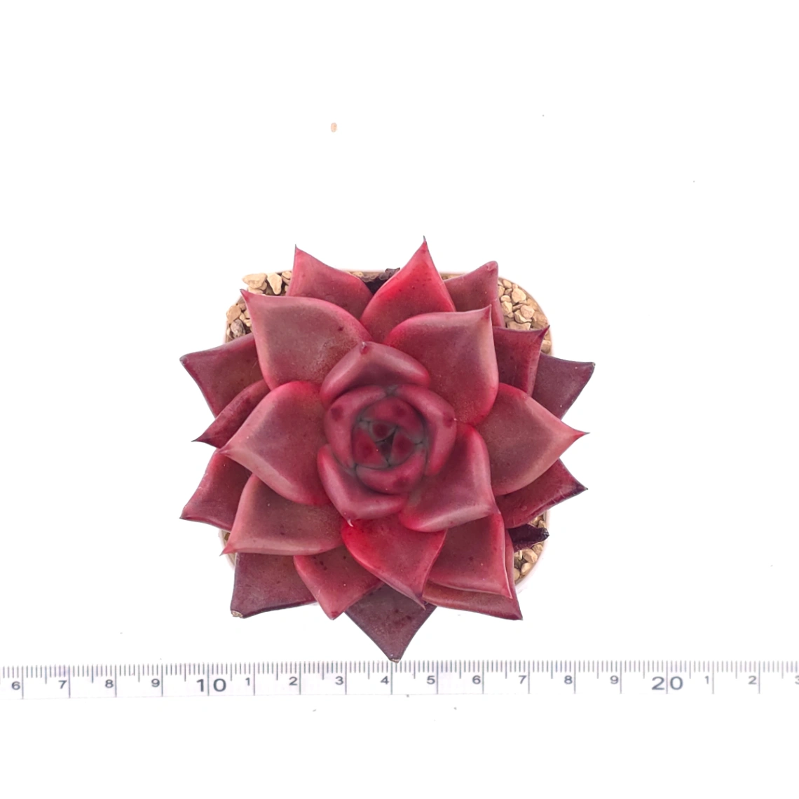 Echeveria ‘RomeoX’ | 羅密歐雜 thumbnail 4