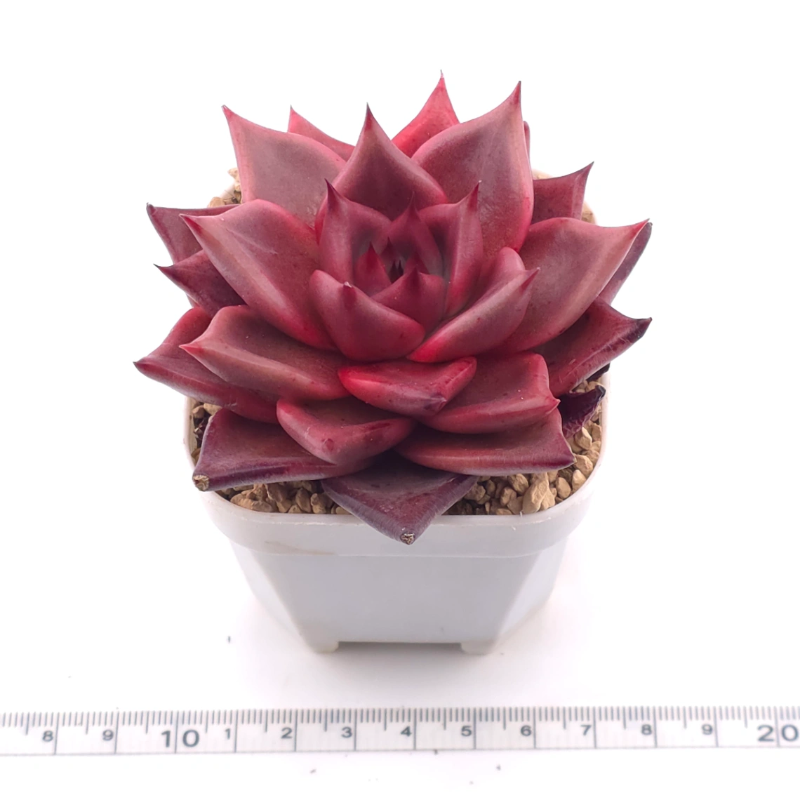 Echeveria ‘RomeoX’ | 羅密歐雜 thumbnail 3