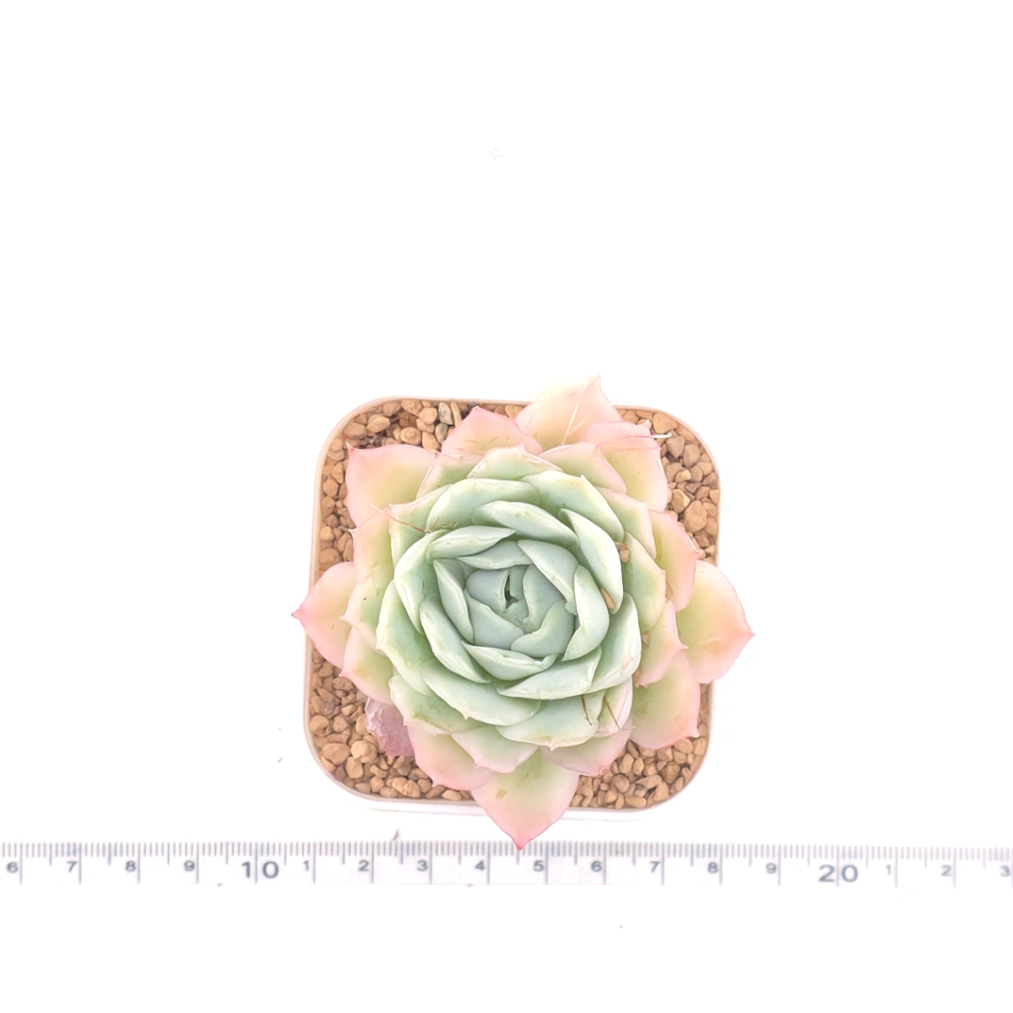 Echeveria ‘Sakula’ | 落櫻 thumbnail 4