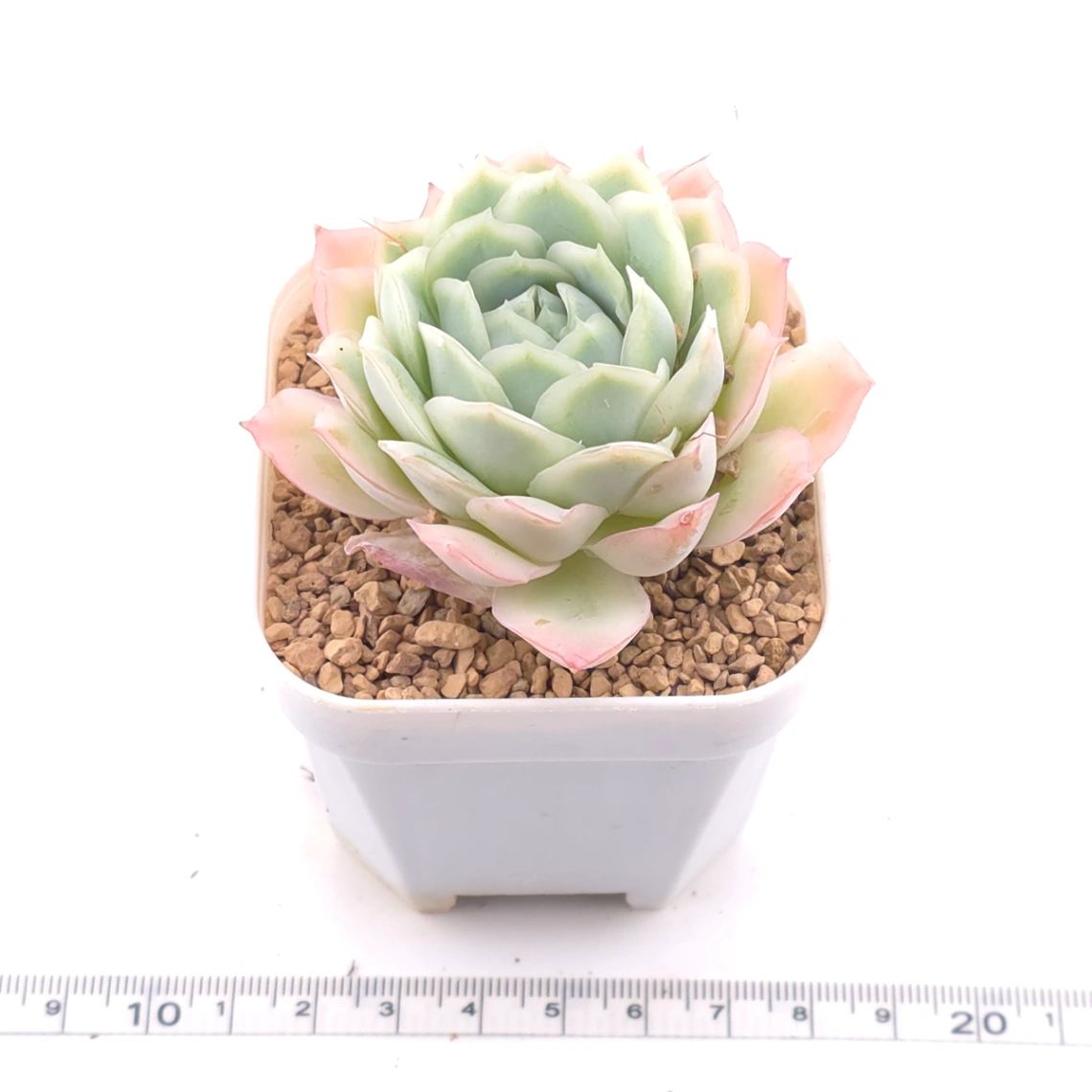 Echeveria ‘Sakula’ | 落櫻 thumbnail 3