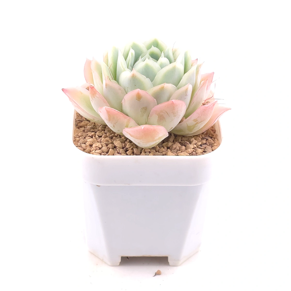 Echeveria ‘Sakula’ | 落櫻 thumbnail 2