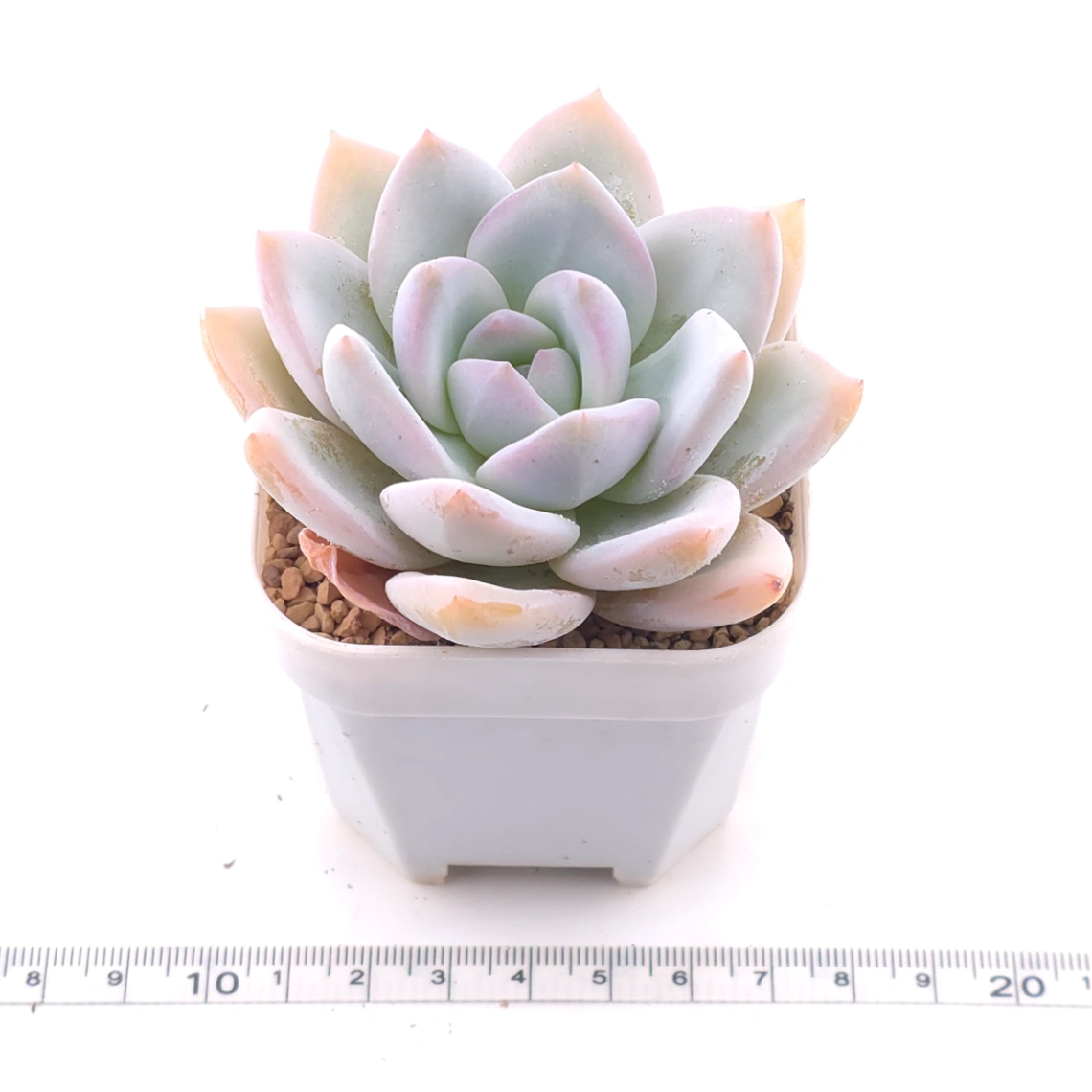 Echeveria ‘Sang-A’ | 嫦娥 thumbnail 3