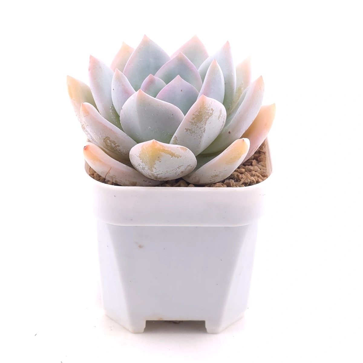 Echeveria ‘Sang-A’ | 嫦娥 thumbnail 2