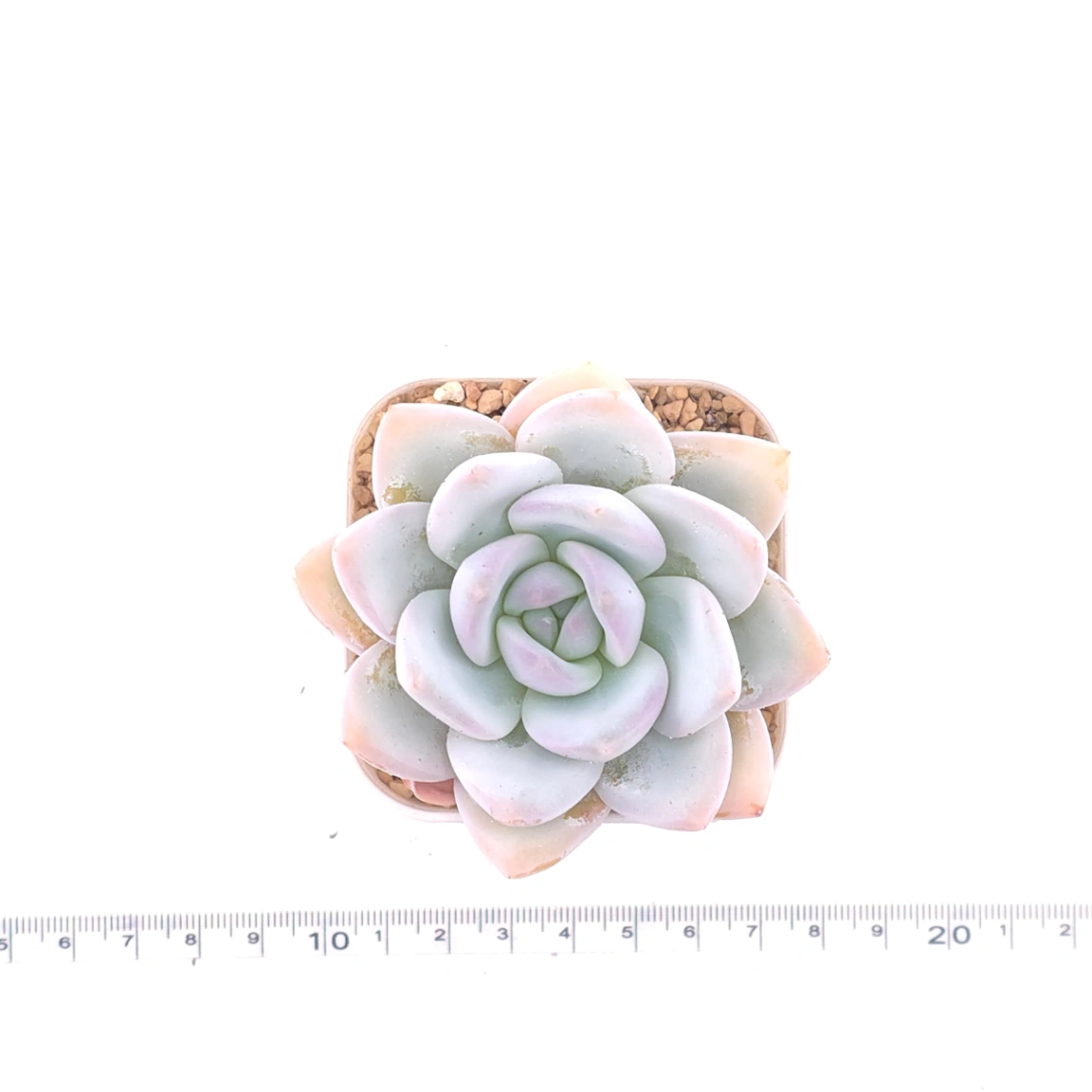 Echeveria ‘Sang-A’ | 嫦娥 thumbnail 4