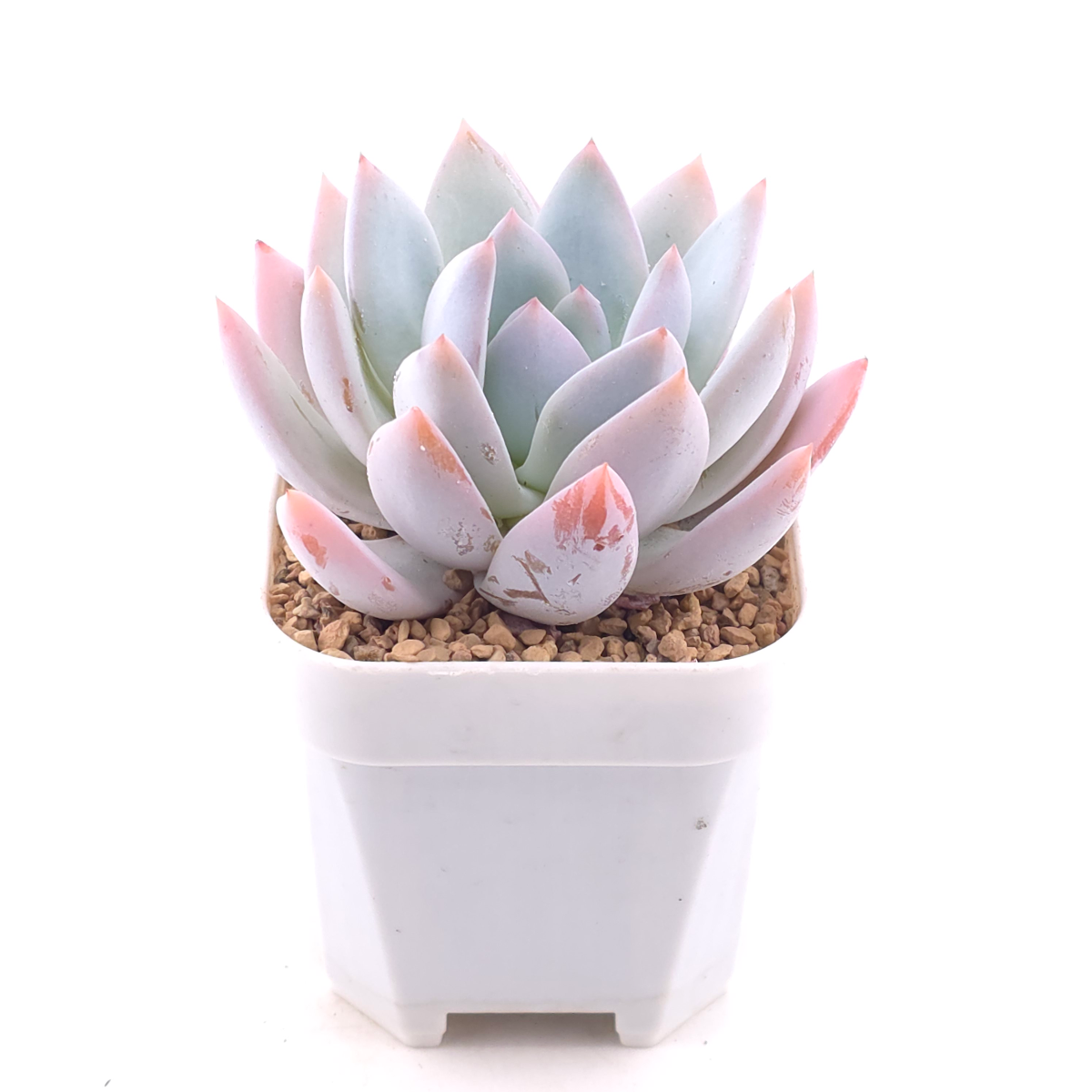 Echeveria ‘Sang-A’ | 嫦娥 thumbnail 2
