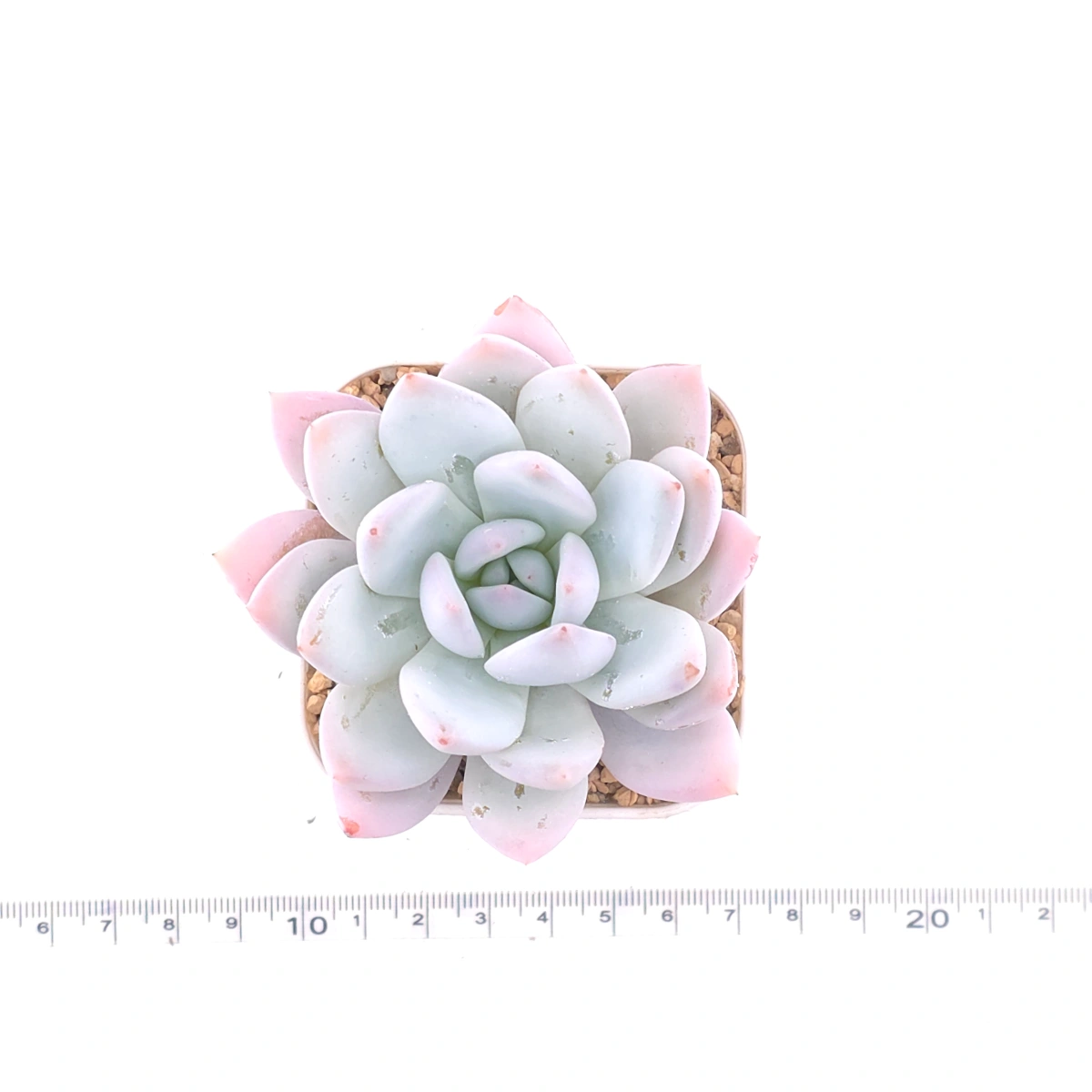 Echeveria ‘Sang-A’ | 嫦娥 thumbnail 4