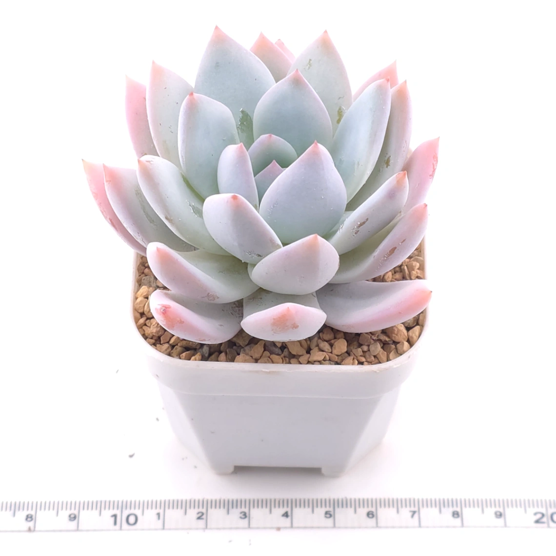 Echeveria ‘Sang-A’ | 嫦娥 thumbnail 3