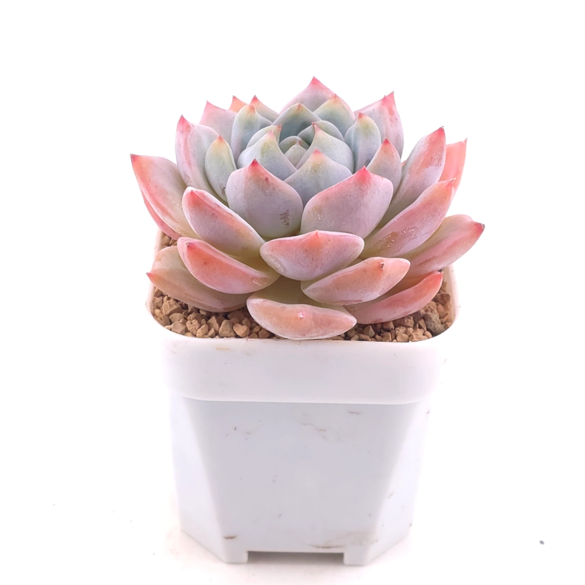 Echeveria ‘Snow Melanie’ | 雪媚娘 thumbnail 2