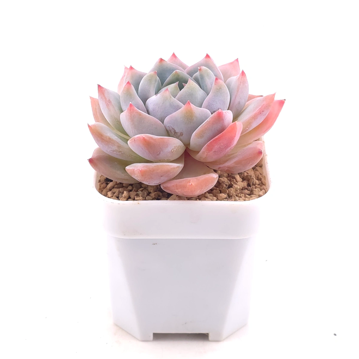 Echeveria ‘Snow Melanie’ | 雪媚娘 thumbnail 2