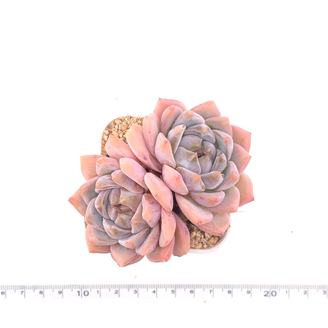 Echeveria ‘Snow Melanie’ | 雪媚娘 thumbnail 4