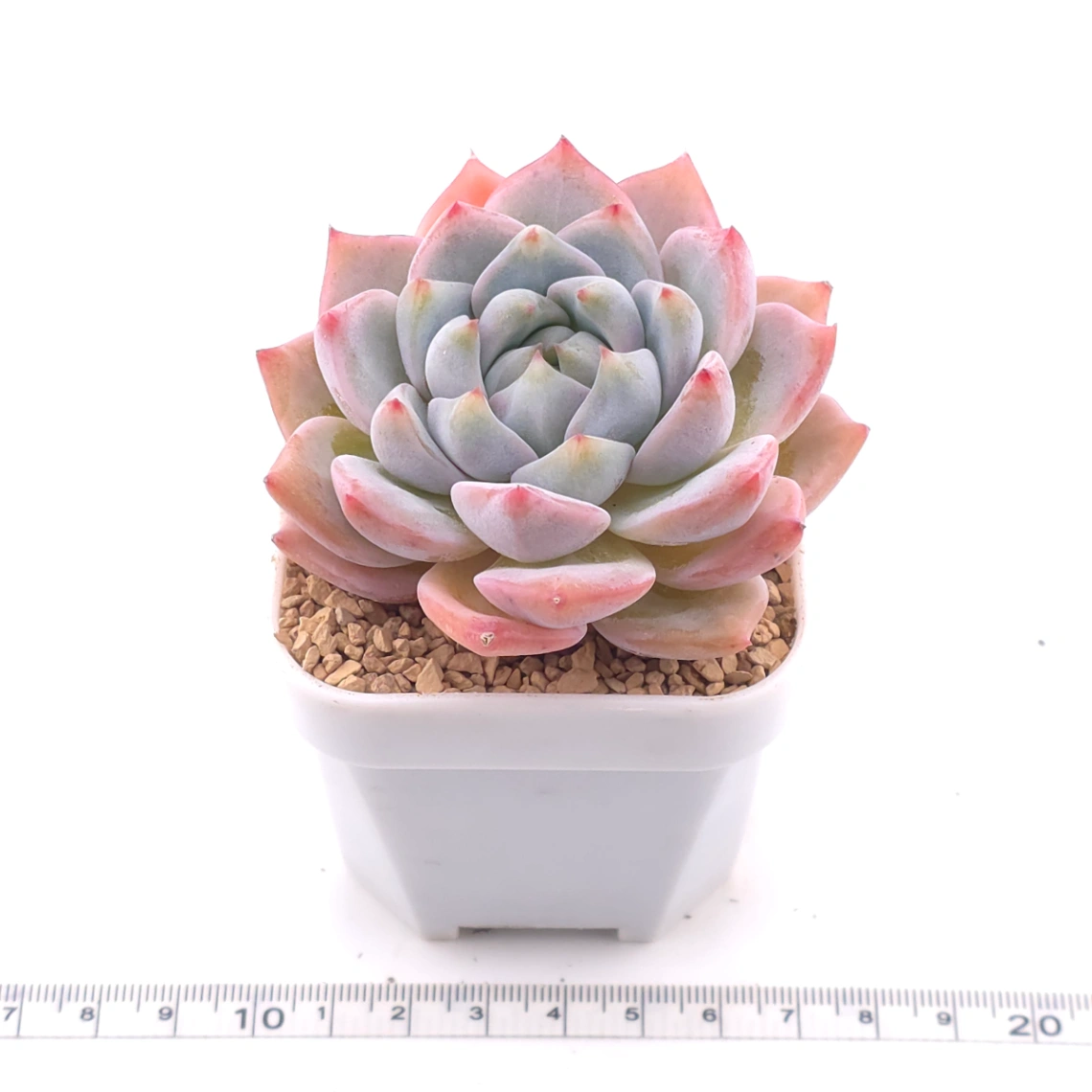 Echeveria ‘Snow Melanie’ | 雪媚娘 thumbnail 3