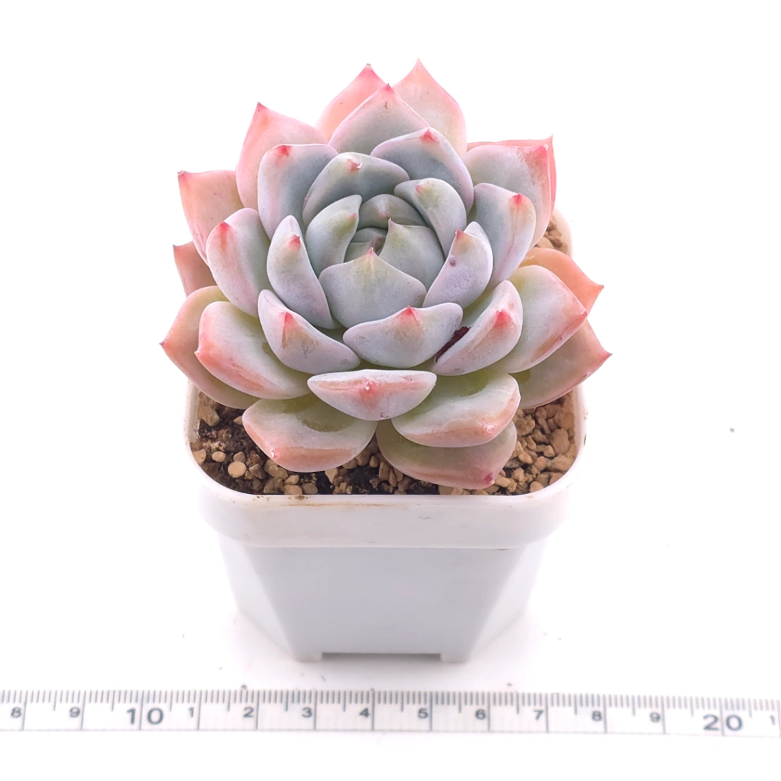 Echeveria ‘Snow Melanie’ | 雪媚娘 thumbnail 3