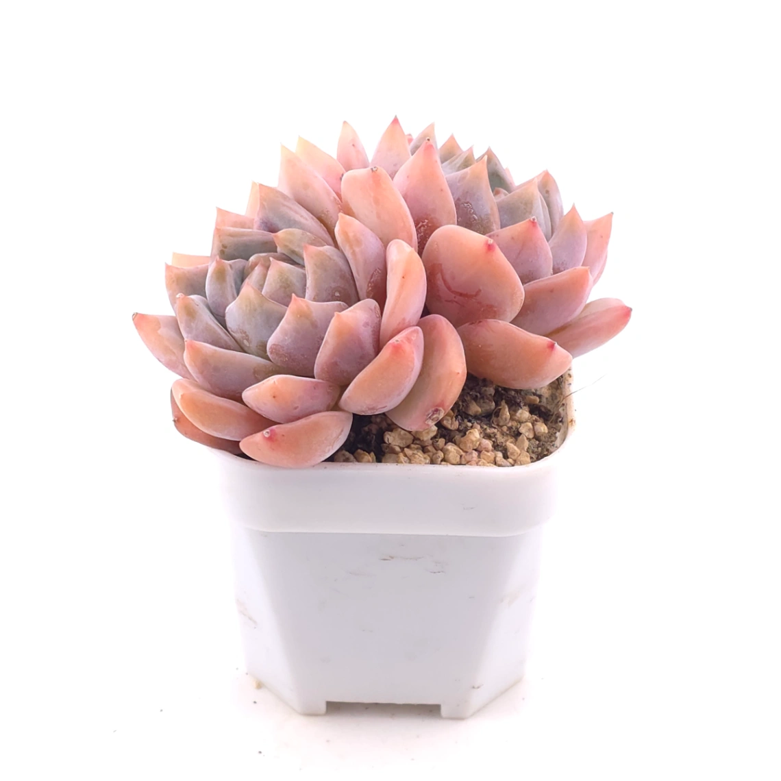 Echeveria ‘Snow Melanie’ | 雪媚娘 thumbnail 2