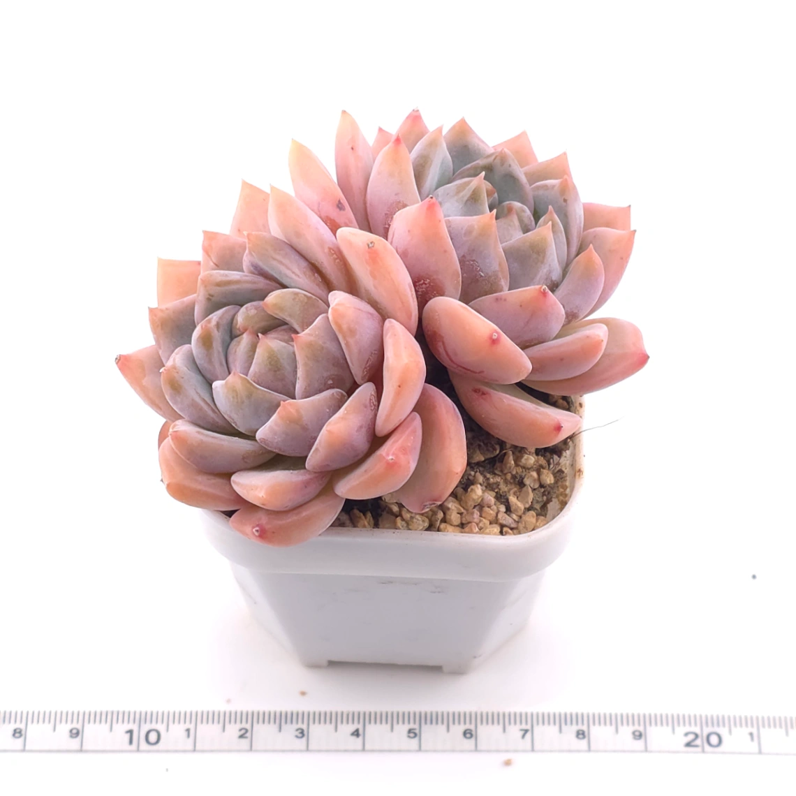 Echeveria ‘Snow Melanie’ | 雪媚娘 thumbnail 3