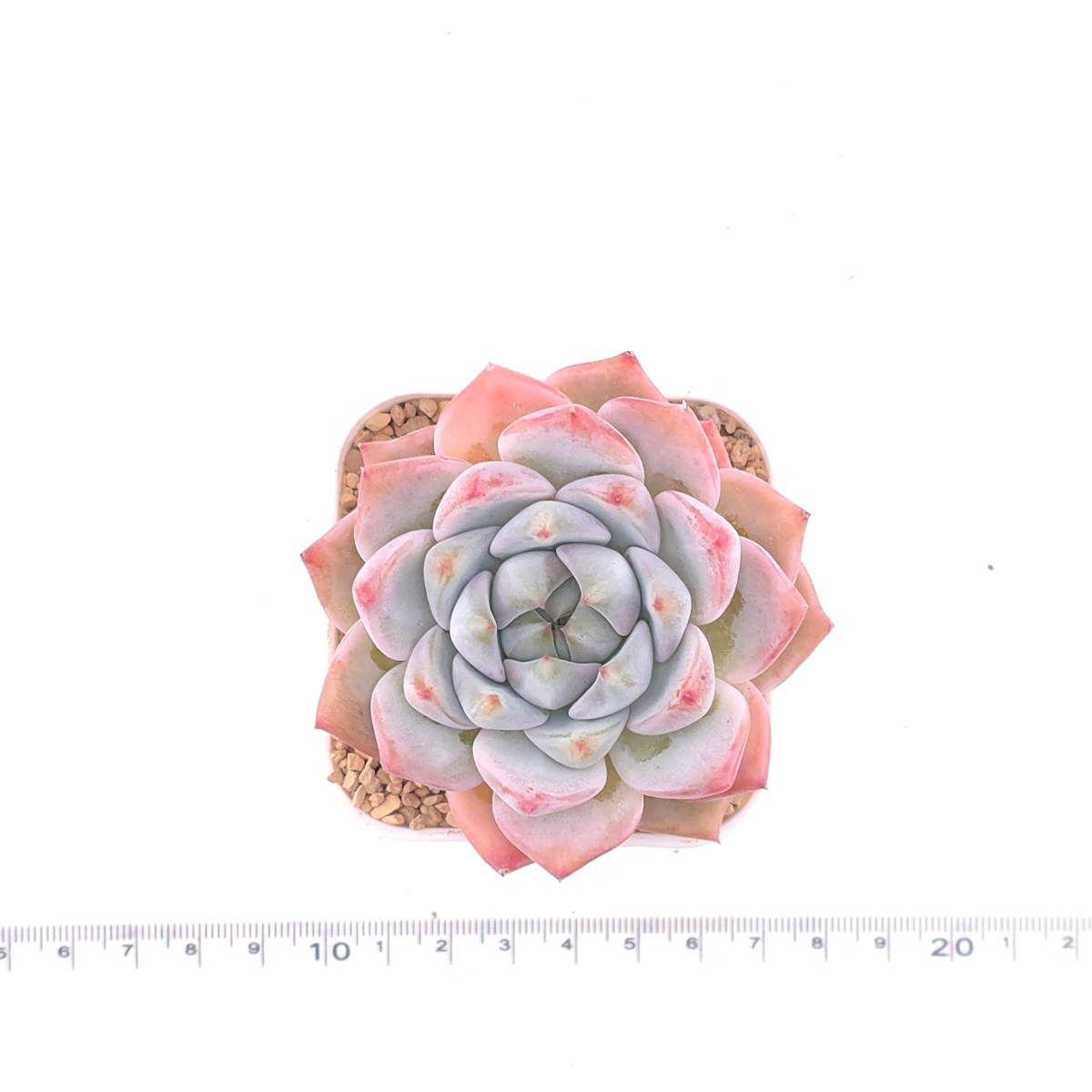 Echeveria ‘Snow Melanie’ | 雪媚娘 thumbnail 4