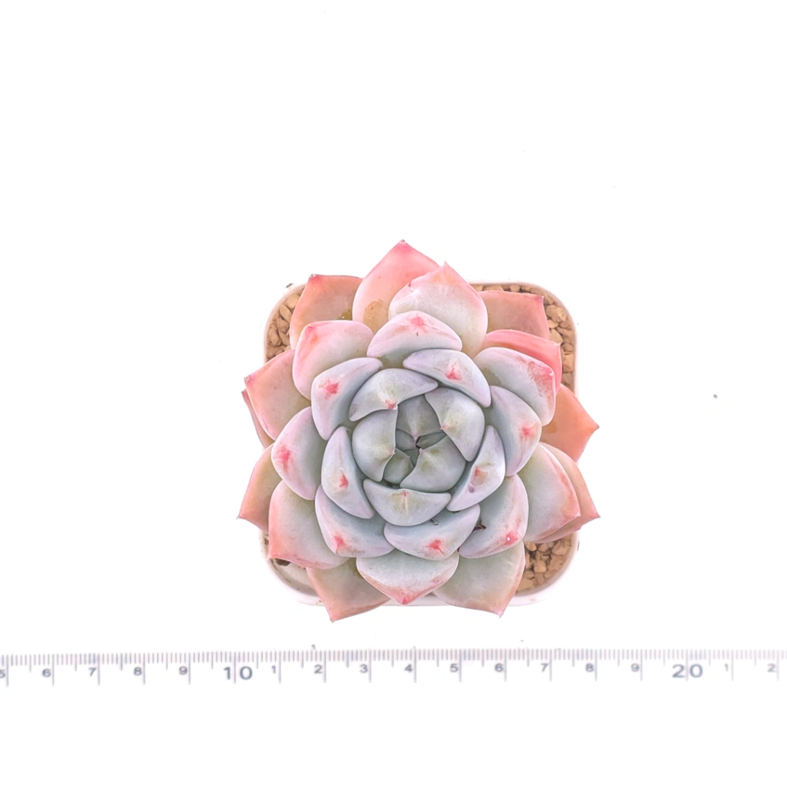 Echeveria ‘Snow Melanie’ | 雪媚娘 thumbnail 4