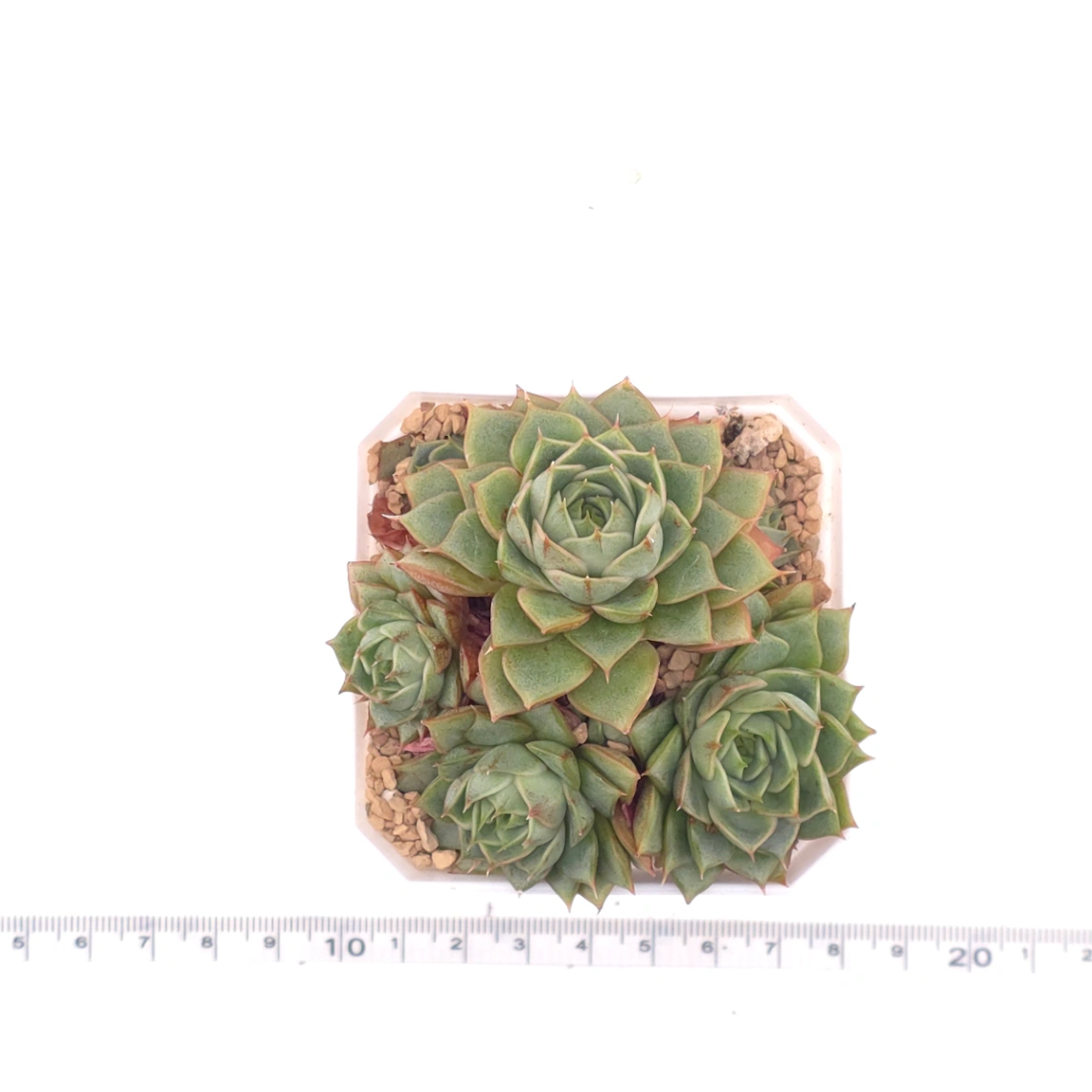 Echeveria ‘Spring Rain’ | 春雨 thumbnail 4