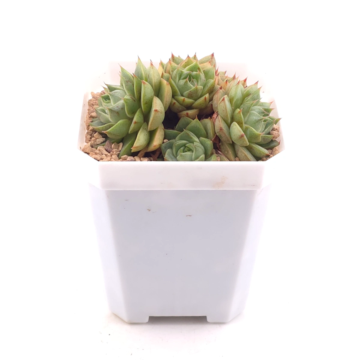 Echeveria ‘Spring Rain’ | 春雨 thumbnail 2