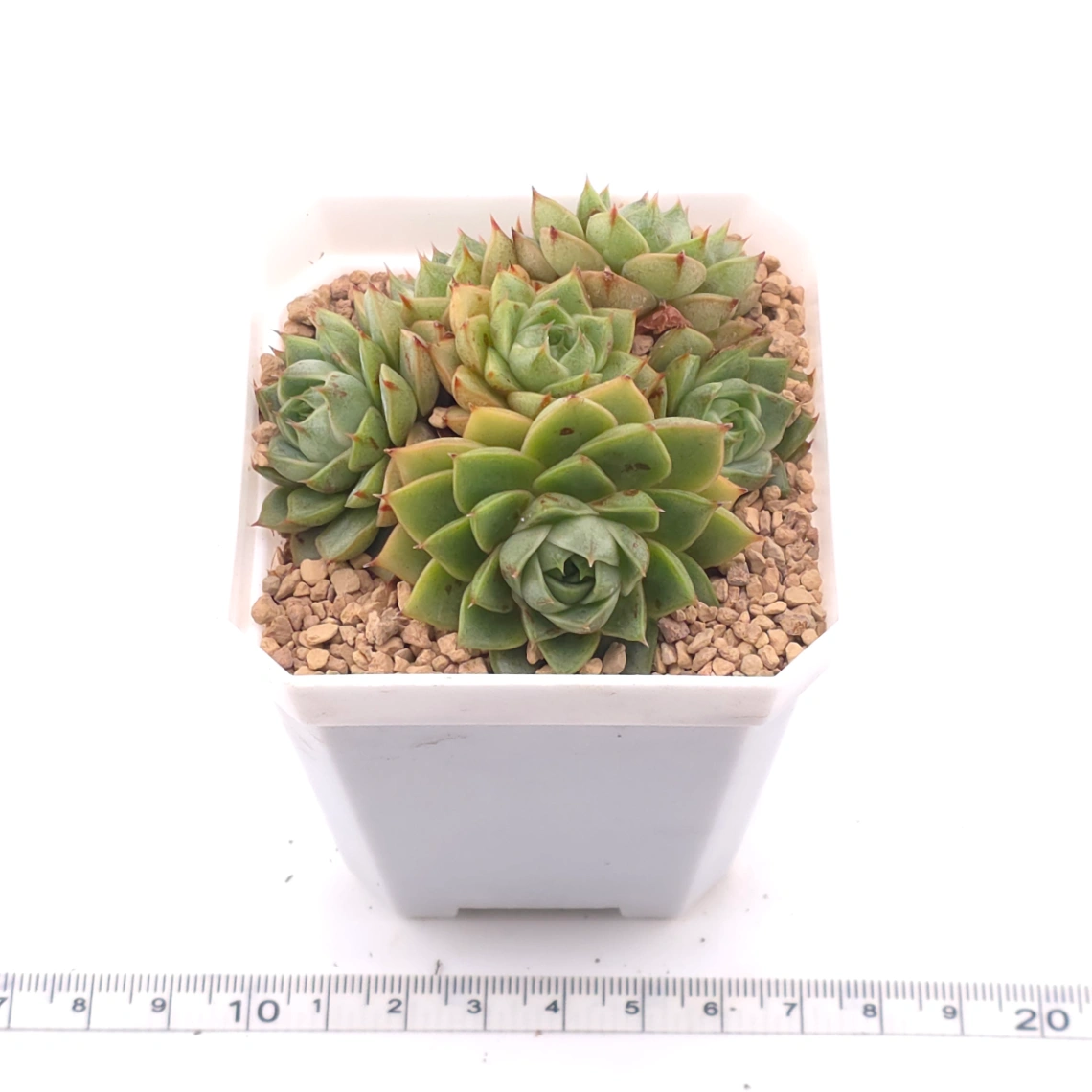 Echeveria ‘Spring Rain’ | 春雨 thumbnail 3