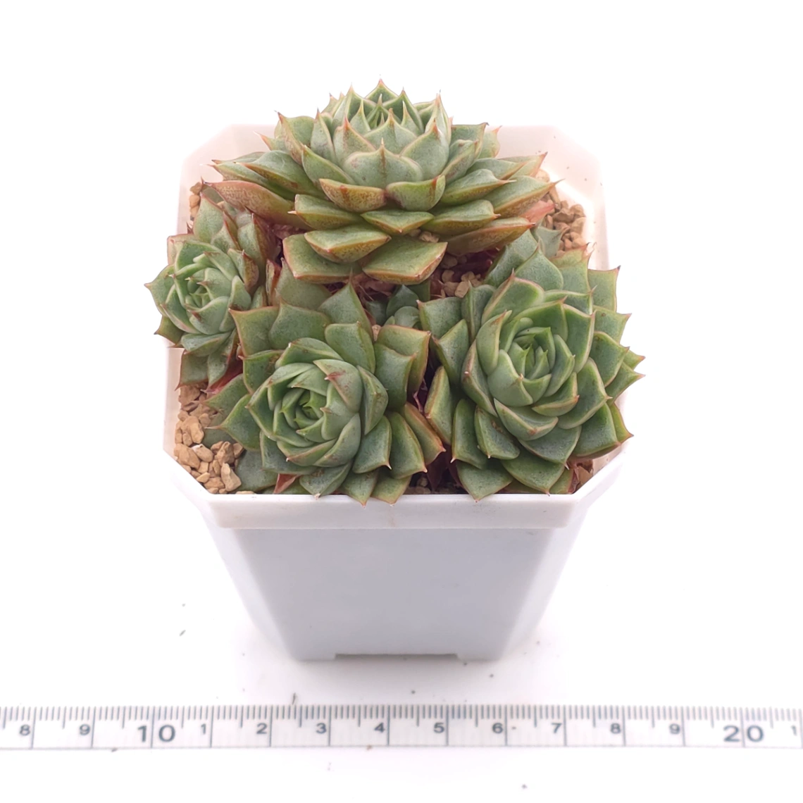Echeveria ‘Spring Rain’ | 春雨 thumbnail 3