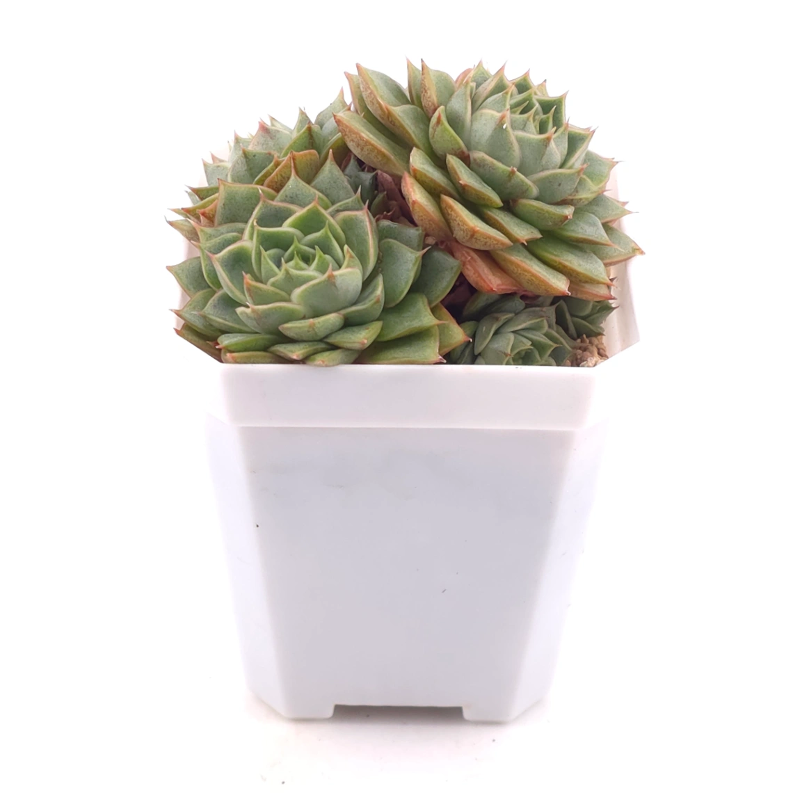Echeveria ‘Spring Rain’ | 春雨 thumbnail 2