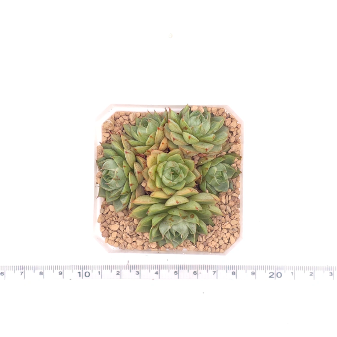 Echeveria ‘Spring Rain’ | 春雨 thumbnail 4