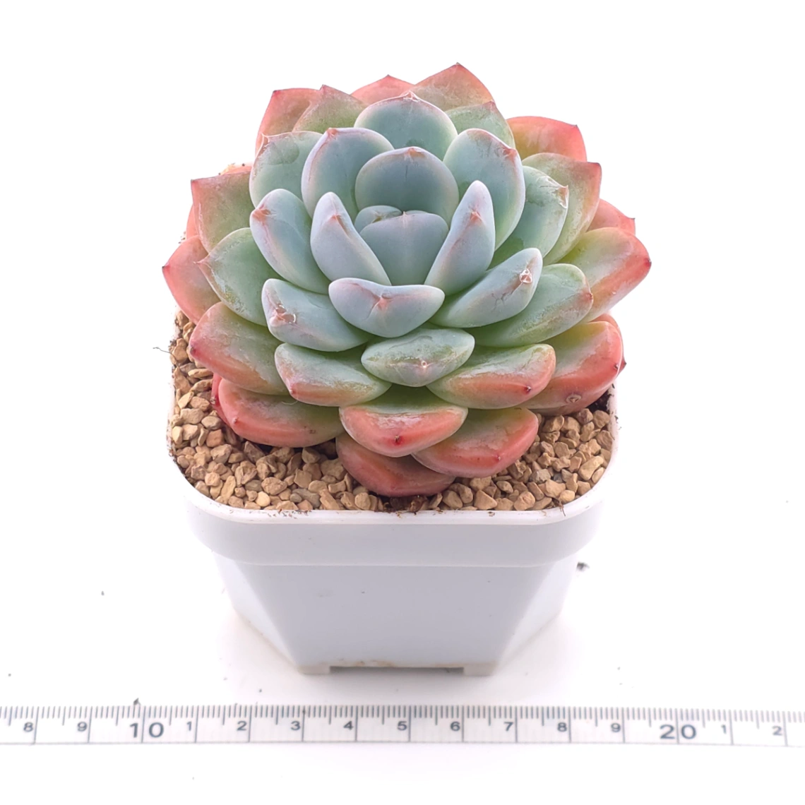 Echeveria ‘Star Mark’ | 全明星 thumbnail 3